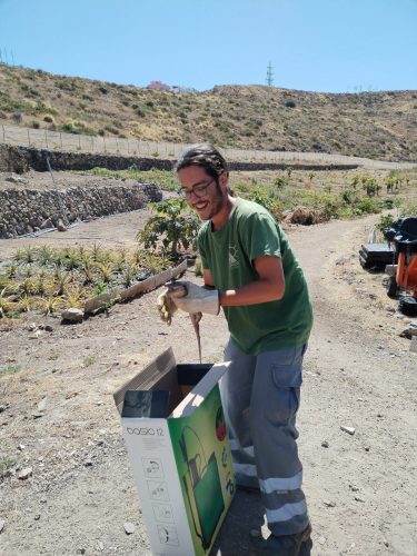 hombre sacando arbol de aguacate