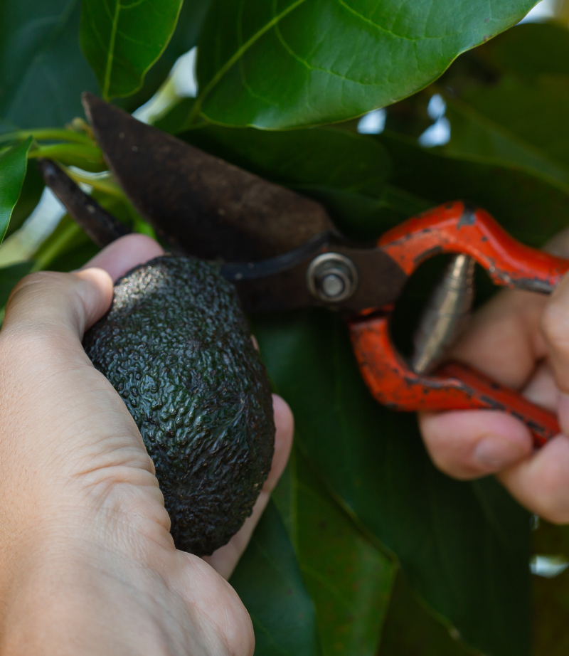 Agricultura ecológica en Gran Canaria